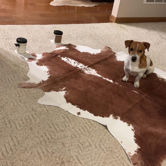 Premium Cowhide Rug AreaRug Traditional Animal Rug Stylish SIZE 43“×27” / 3.6x2. - Picture 2 of 13